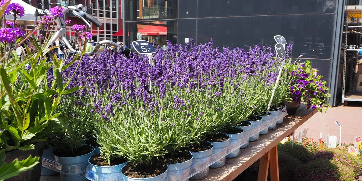 Winkel met leuke producten