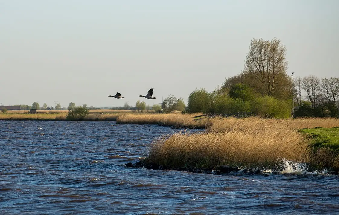 Gänse fliegen über das Alkmaardermeer