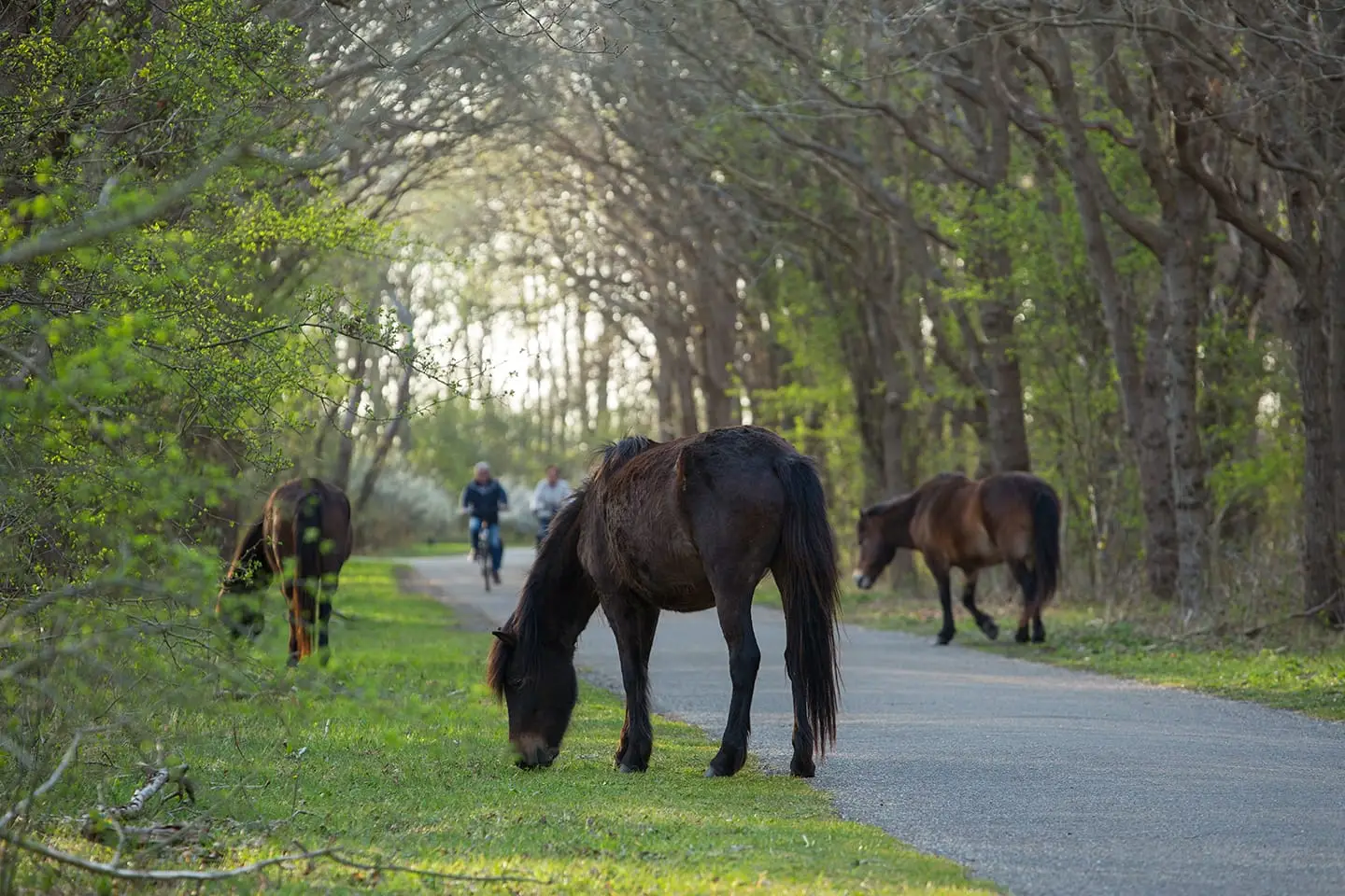 Wildpferde am Radweg