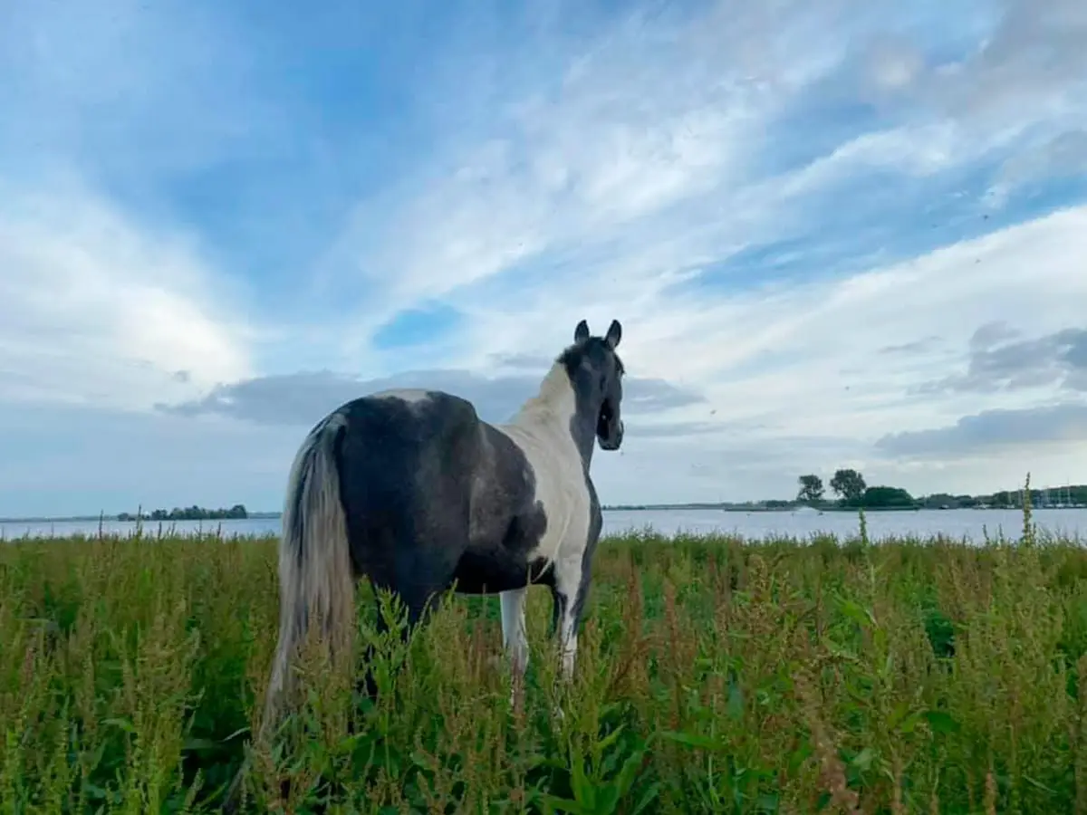 Paard aan de Sakerleidijk op De Woude