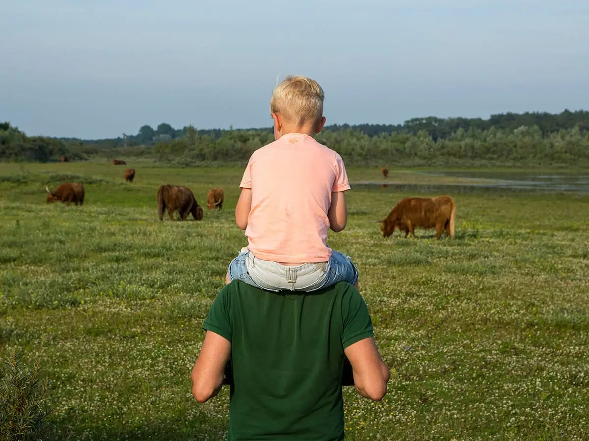 Kind bij vader op zijn nek bij schotse hooglanders