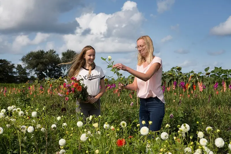 De pluktuin in Bakkum, waar je zelf bloemen mag plukken.