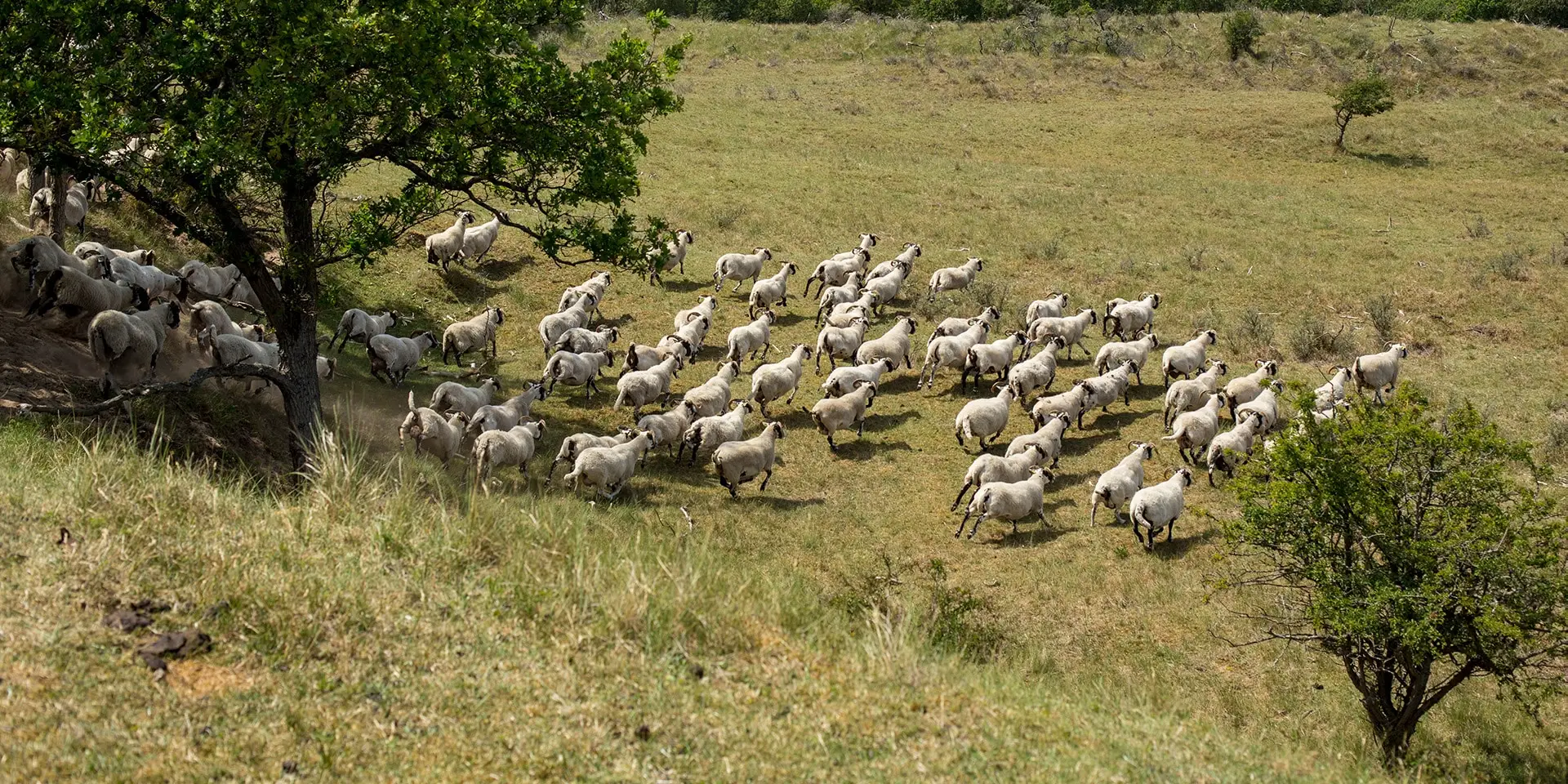 Schapen rennen een berg af in het Noordhollands Duingebied