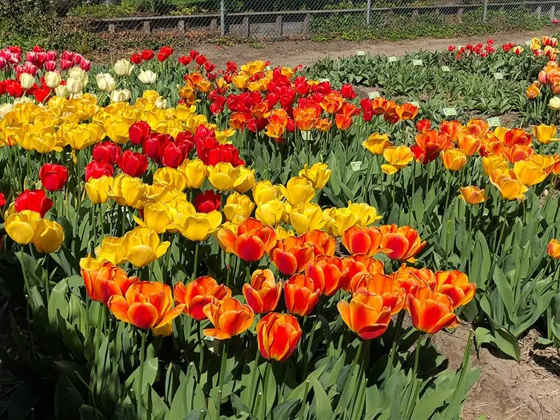 Bunte Tulpen in Limmen