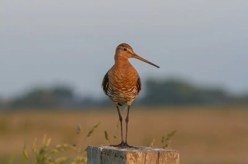 Een vogel op het eiland de Woude