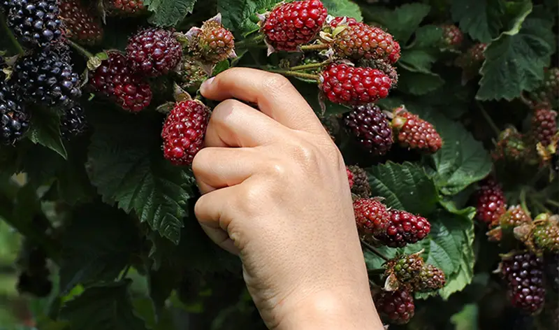 Brombeeren pflücken