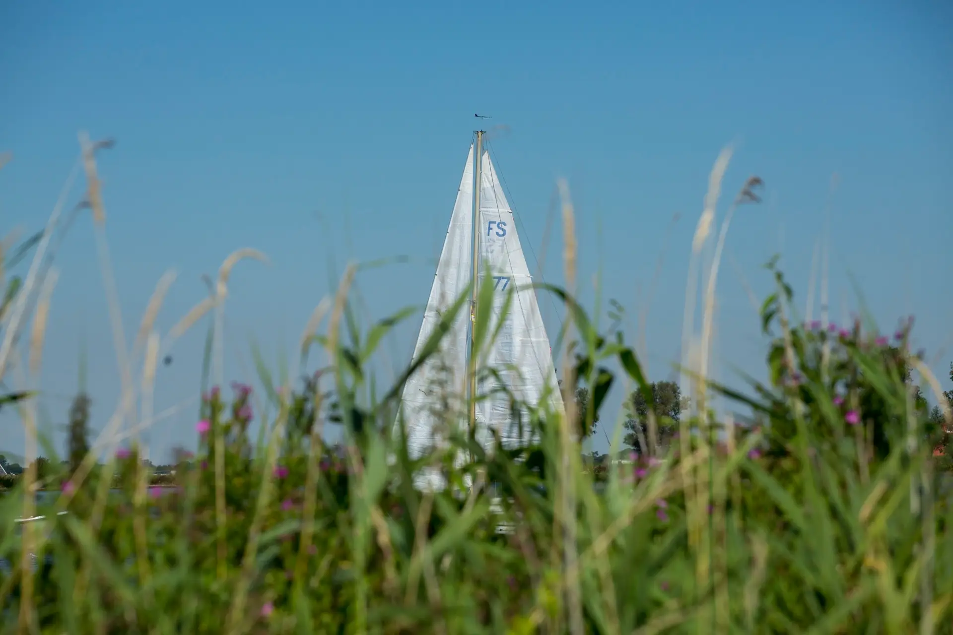 Een zeilboot tussen de rietvelden