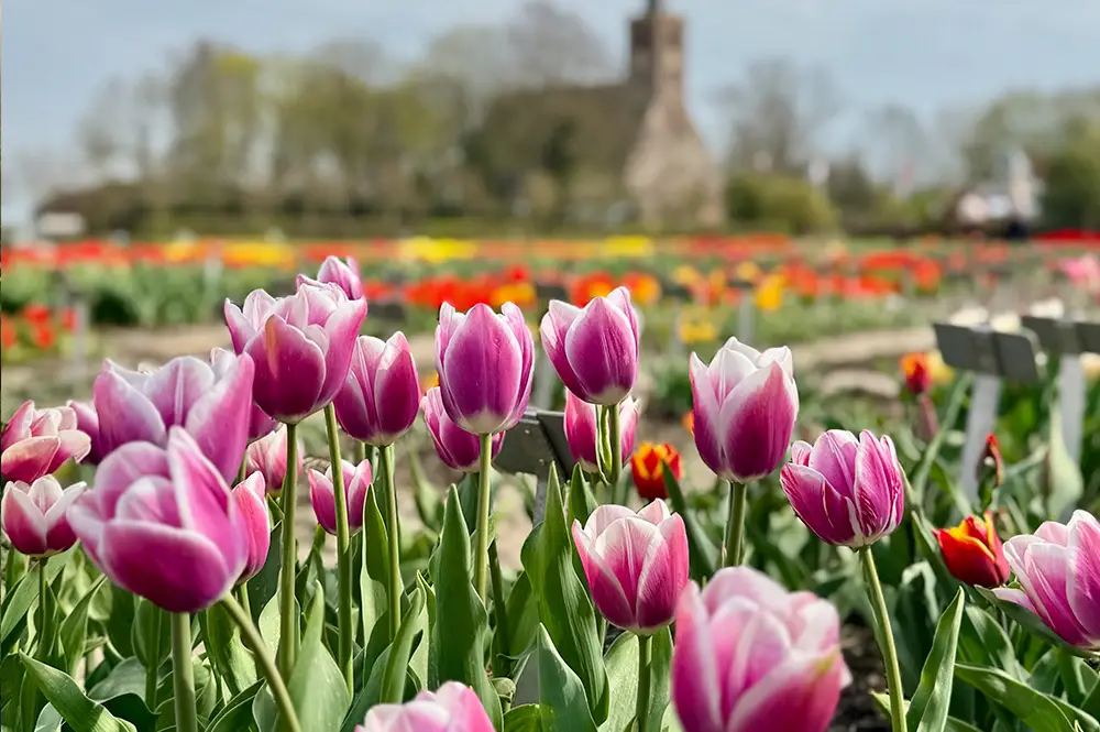 Unieke tulpen met de kerk op de achtergrond in Limmen
