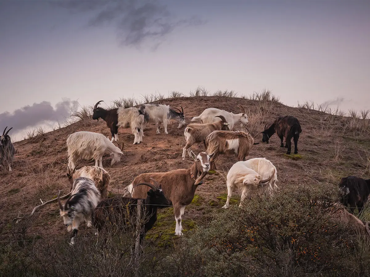 Dieren in de duinen