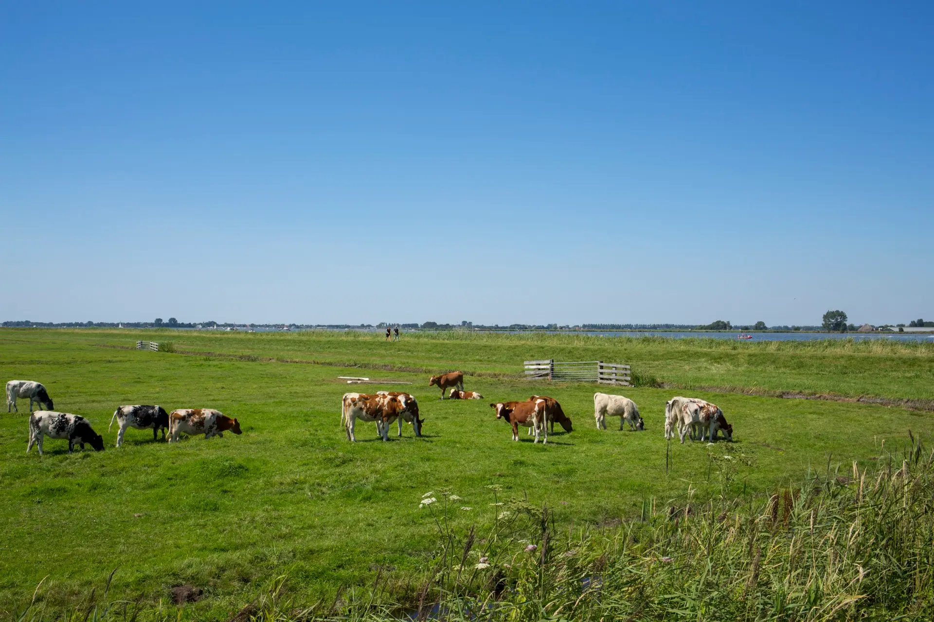 Polderlandschap de Woude met koeien