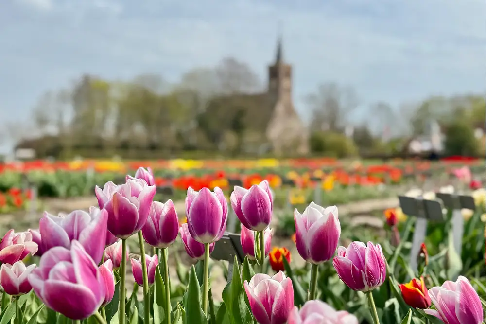Tulpen op de voorgrond met de kerk van Limmen op de achtergrond