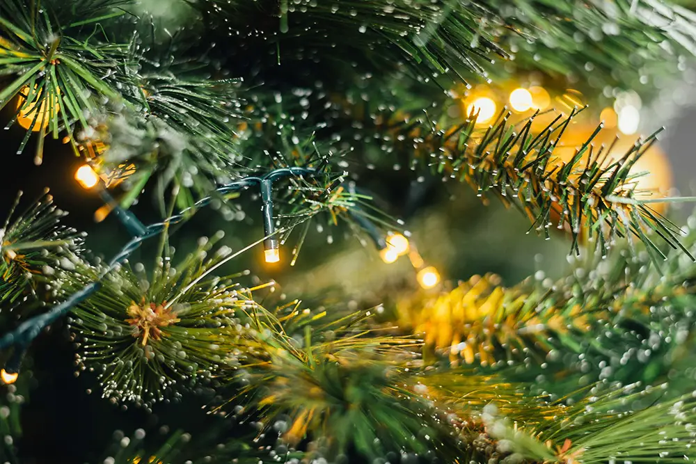 Waar koop je de mooiste kerstbomen in Castricum?