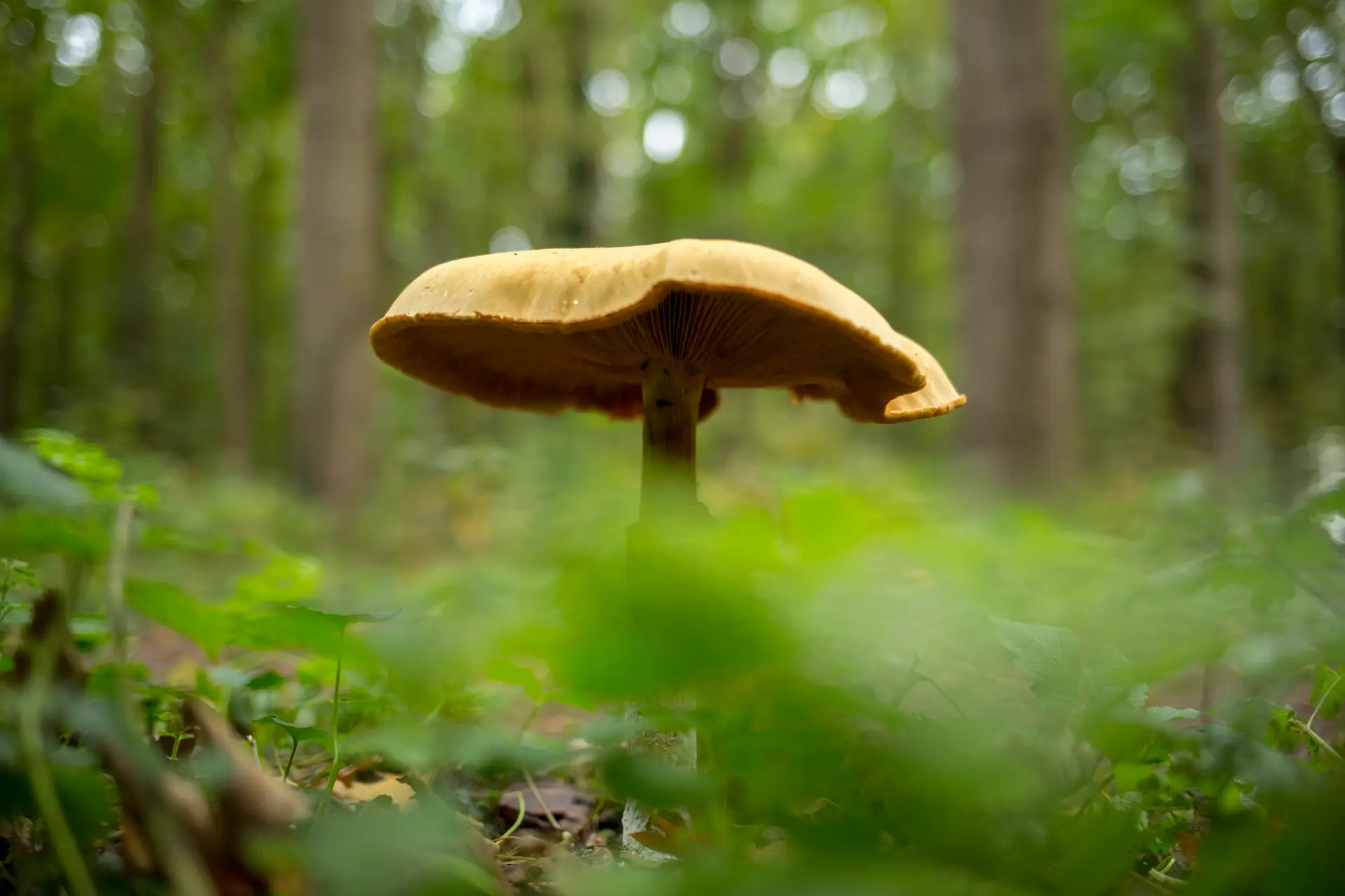 Paddestoel in het bos