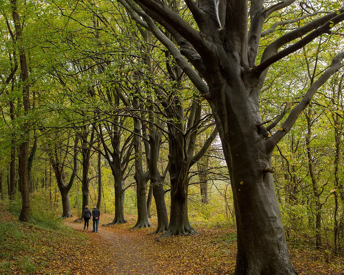 Wandelen in een herfstig bos