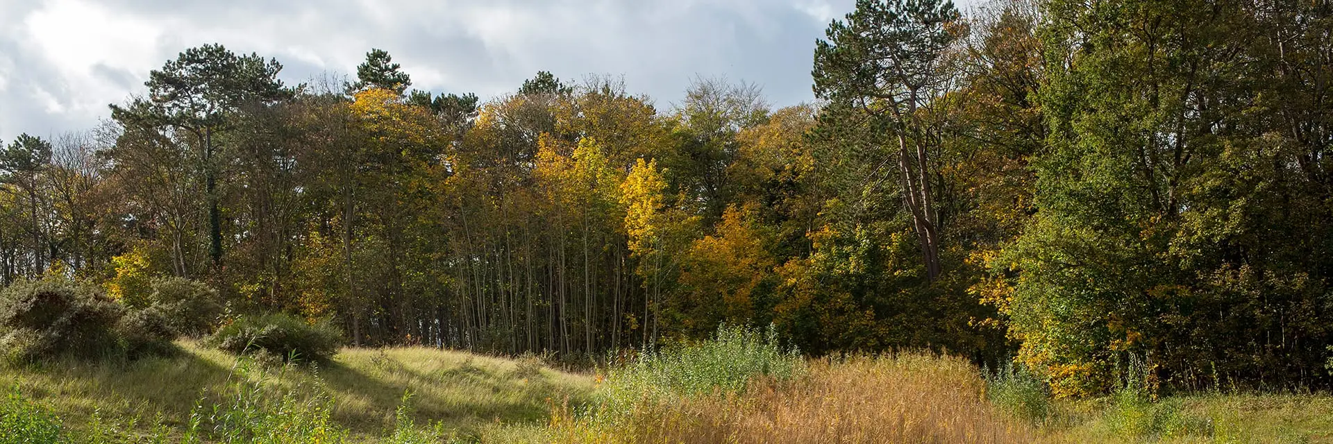 Bomen in de herfst