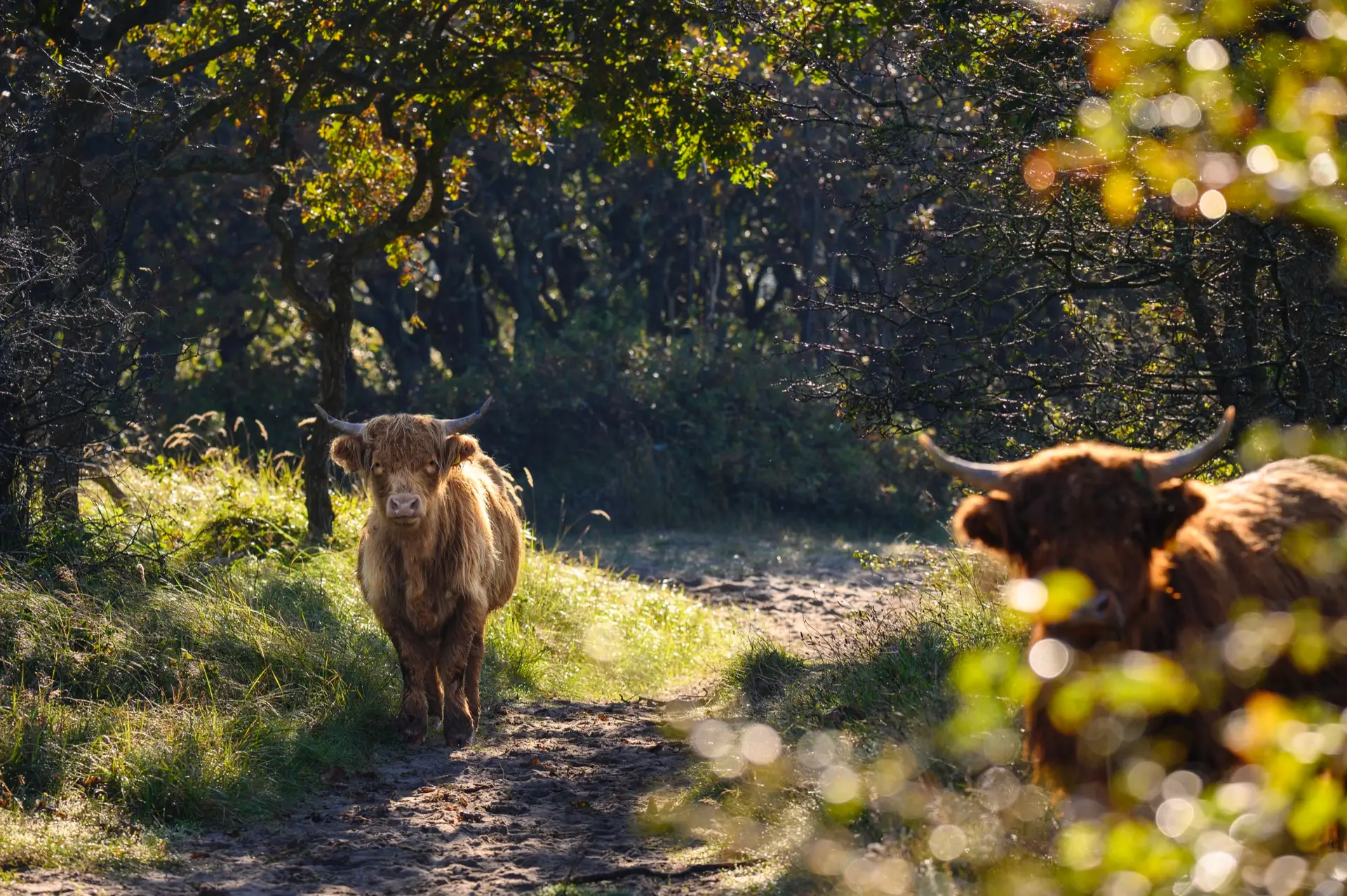 Duinreservaat met aantal runderen