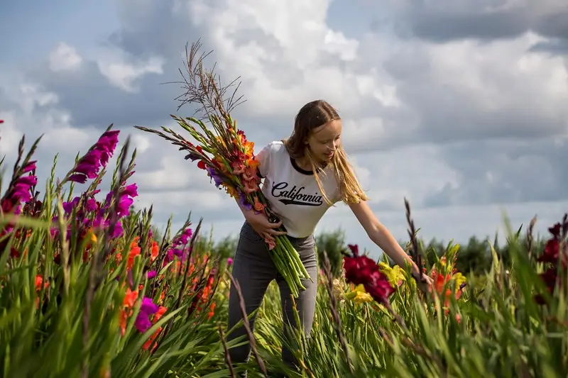 Iemand die bloemen aan het plukken is in de pluktuin van Bakkum.