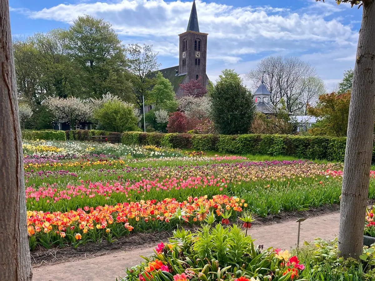 Bollenveld met op de achtergrond de kerk