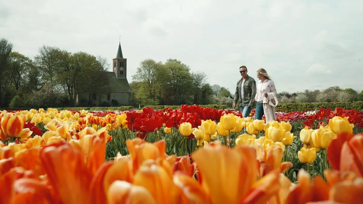 Wandelen door een tulpenveld