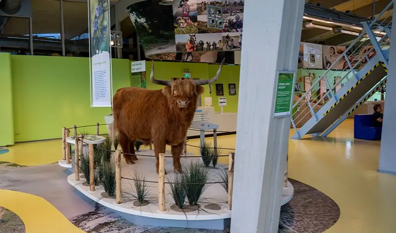 De Hoep van binnen met een opgezette koe