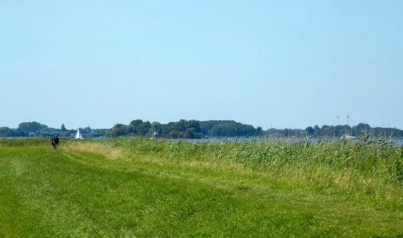 Het rietland op De Woude