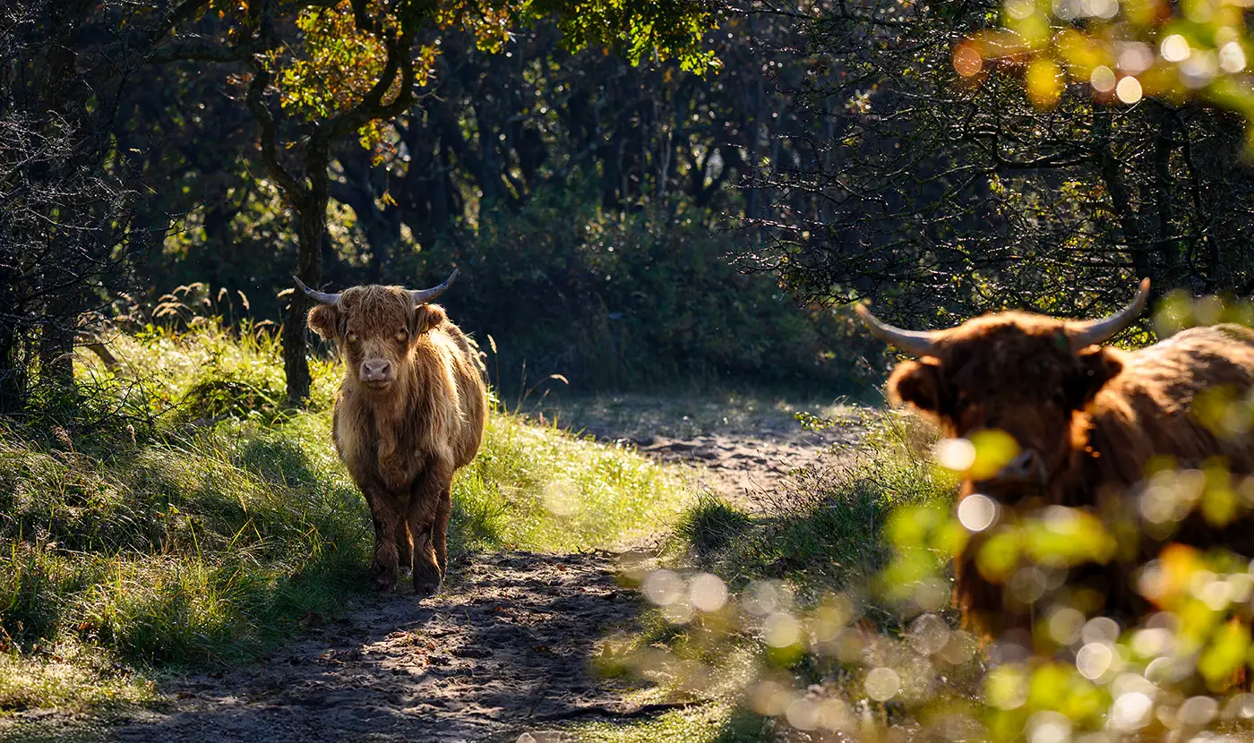 Twee grote grazers in het Noordhollands Duinreservaat