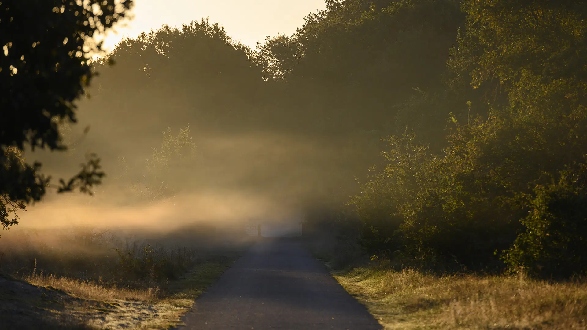 Mist in het duingebied