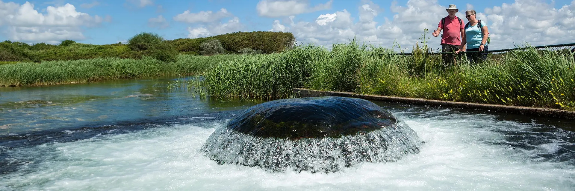 De Kwal dat water zuivert in de duinen