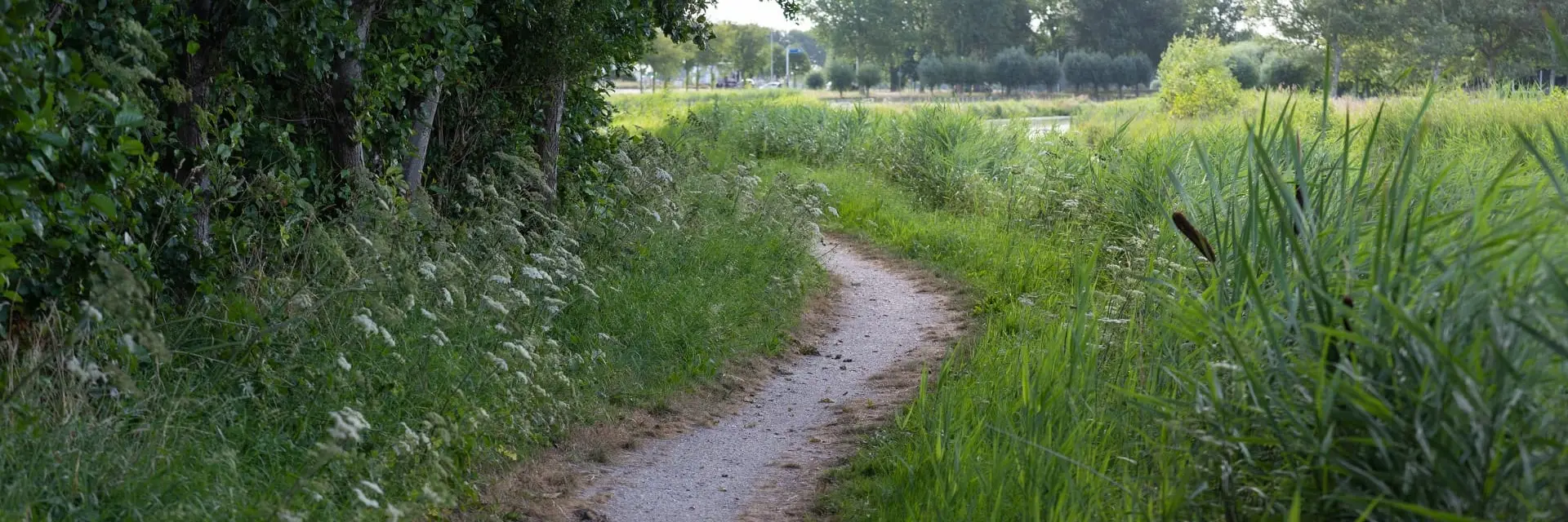 Schelpenpad met veel groen eromheen
