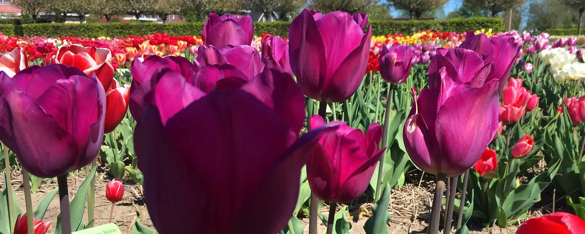 Tulpenveld