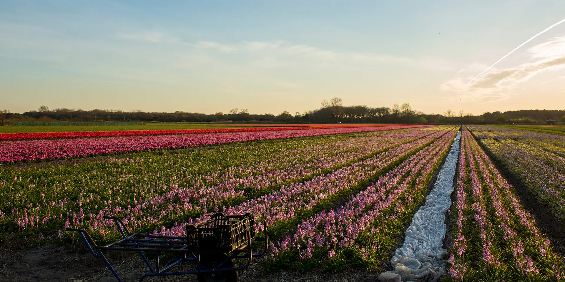 Tulpenfelder im Frühlingssonnenlicht
