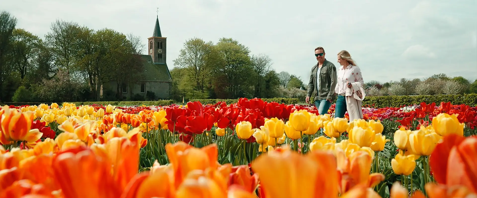 Stel loopt door het tulpenveld van Limmen