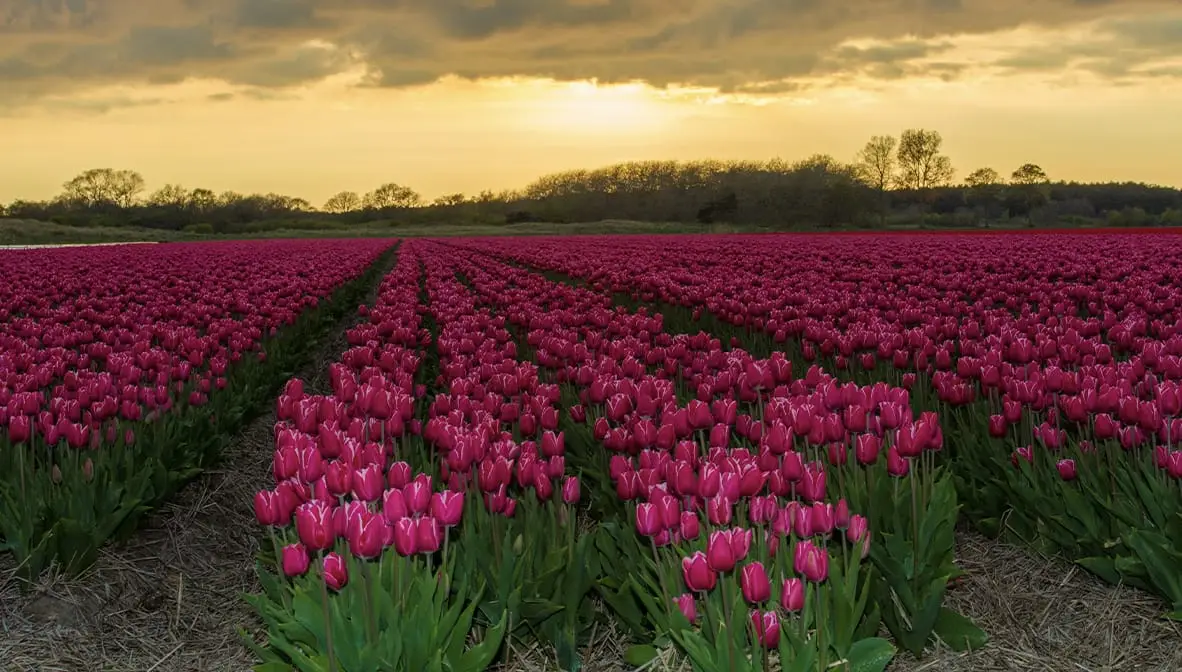 Tulpen