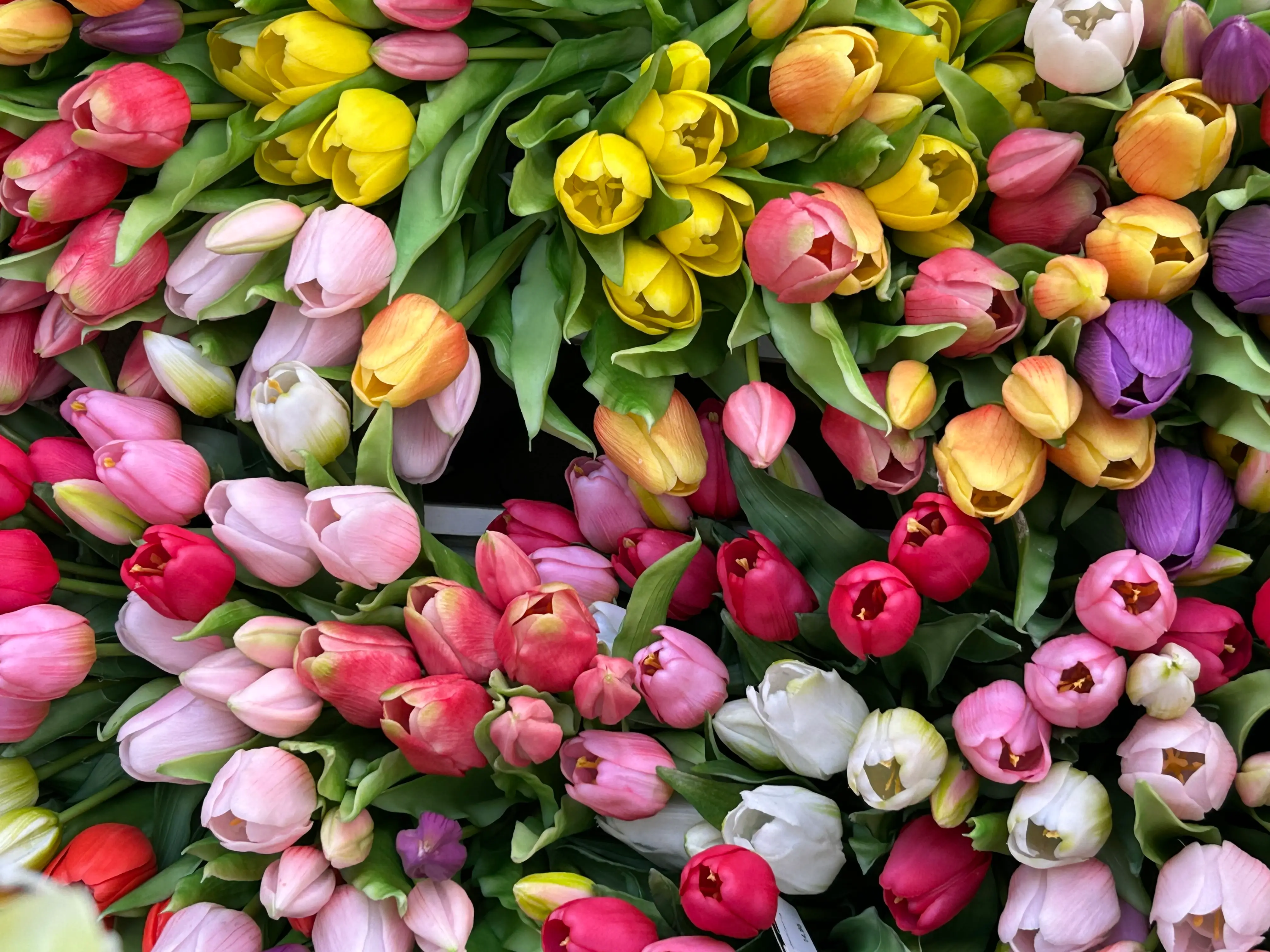 Veel tulpen in roze, wit, geel en oranje