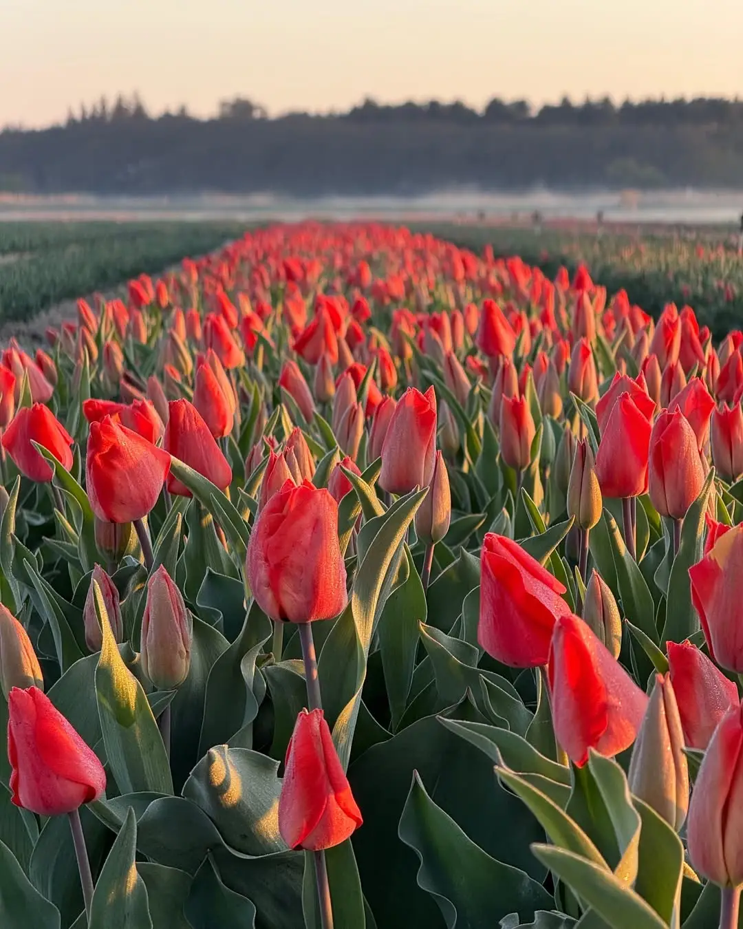 Veel rode tulpen in de ochtendzon in een tulpenveld
