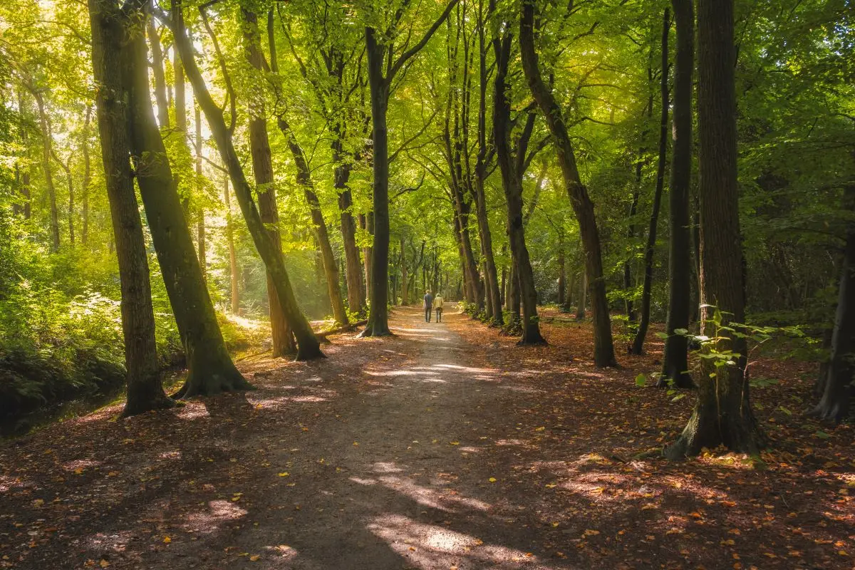 Bospad met twee mensen die wandelen door het bos