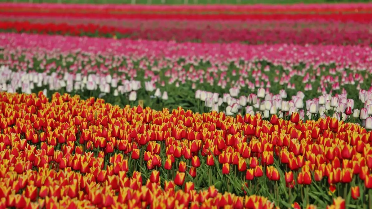 Veld met oranje tulpen en witroze tulpen