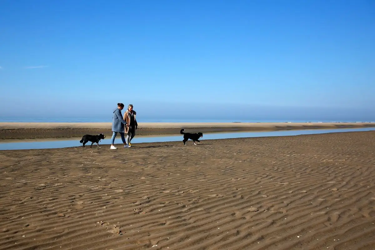 Koppel laat honden uit op het strand