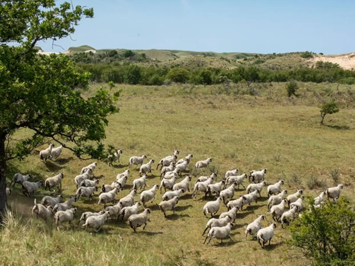 Schafherde auf den Dünen