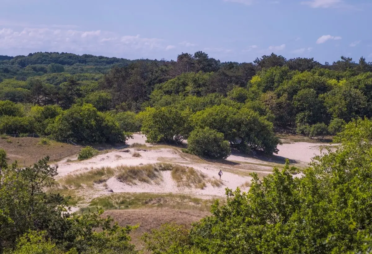 bos en duinen in bergen