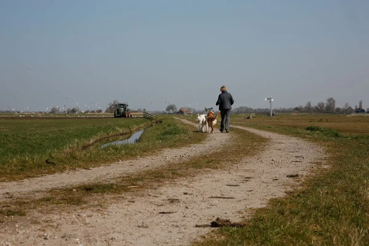 onverhard pad waar een vrouw twee honden uitlaat