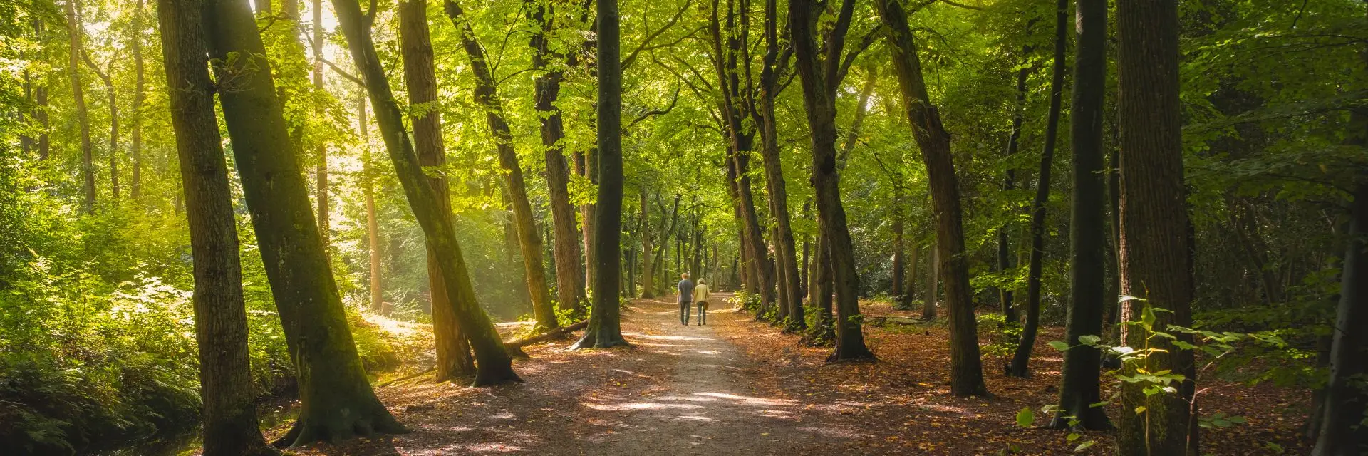 Een kronkelend, geasfalteerd pad door een groen bos met hoge, slanke bomen. Het zonlicht filtert door de bladeren. Links van het pad loopt een houten hek langs een lichte helling, omringd door struiken en bladeren.