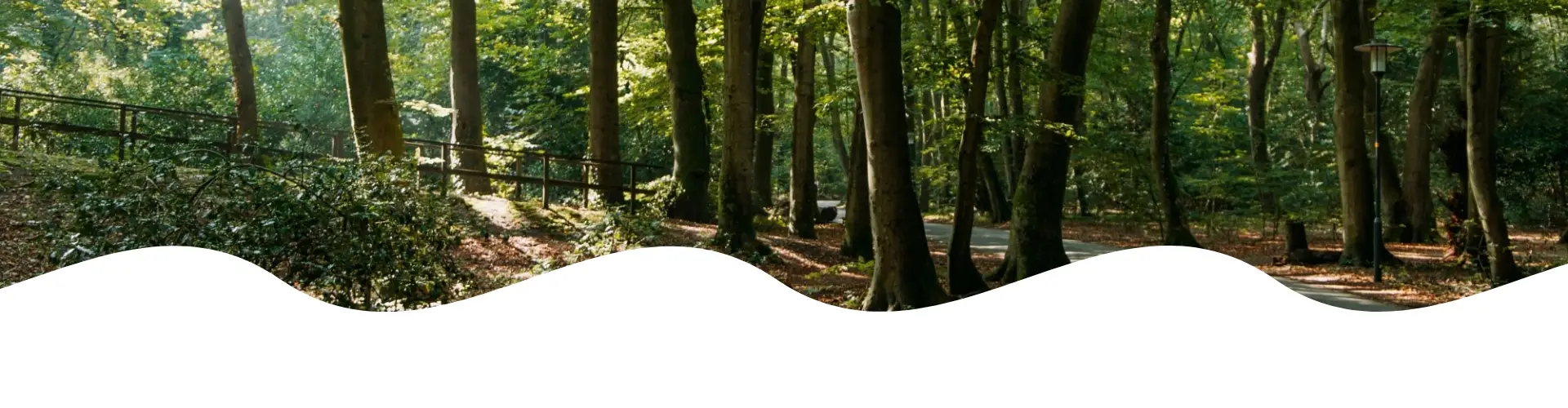 Een kronkelend, geasfalteerd pad door een groen bos met hoge, slanke bomen. Het zonlicht filtert door de bladeren. Links van het pad loopt een houten hek langs een lichte helling, omringd door struiken en bladeren.