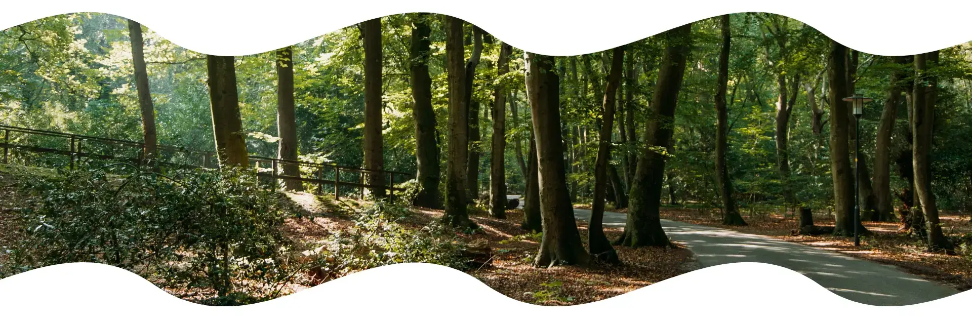 Een kronkelend, geasfalteerd pad door een groen bos met hoge, slanke bomen. Het zonlicht filtert door de bladeren. Links van het pad loopt een houten hek langs een lichte helling, omringd door struiken en bladeren.