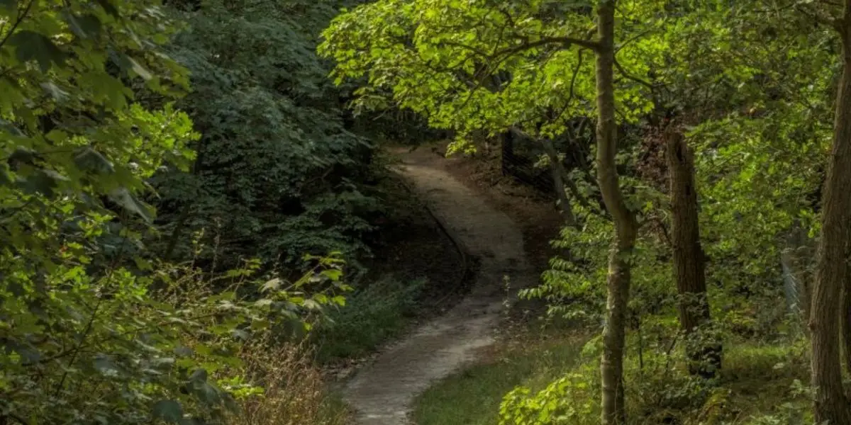 Een pad in het Bergerbos