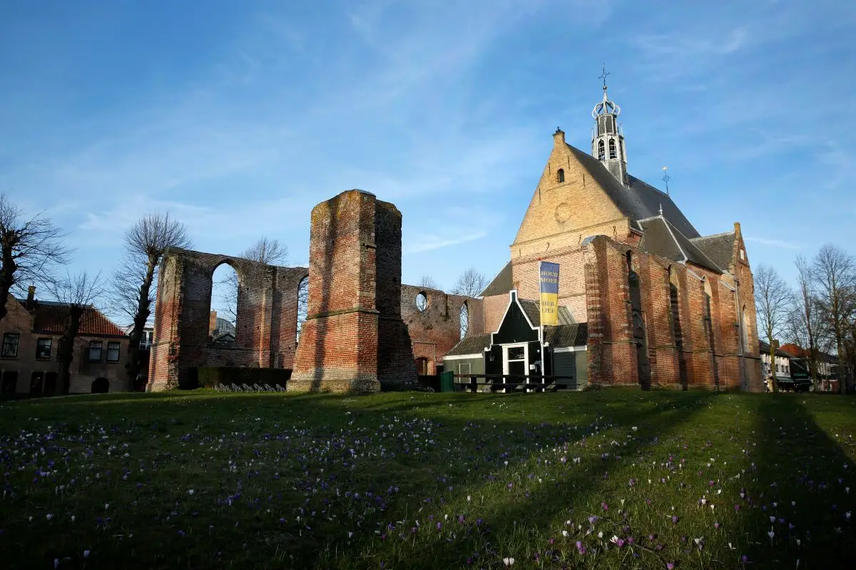 De Ruïnekerk in Bergen, met deels ingestorte bakstenen muren en een goed bewaard gebleven kerkgedeelte. Op de voorgrond een grasveld met bloeiende krokussen, en een blauwe lucht met enkele bomen op de achtergrond
