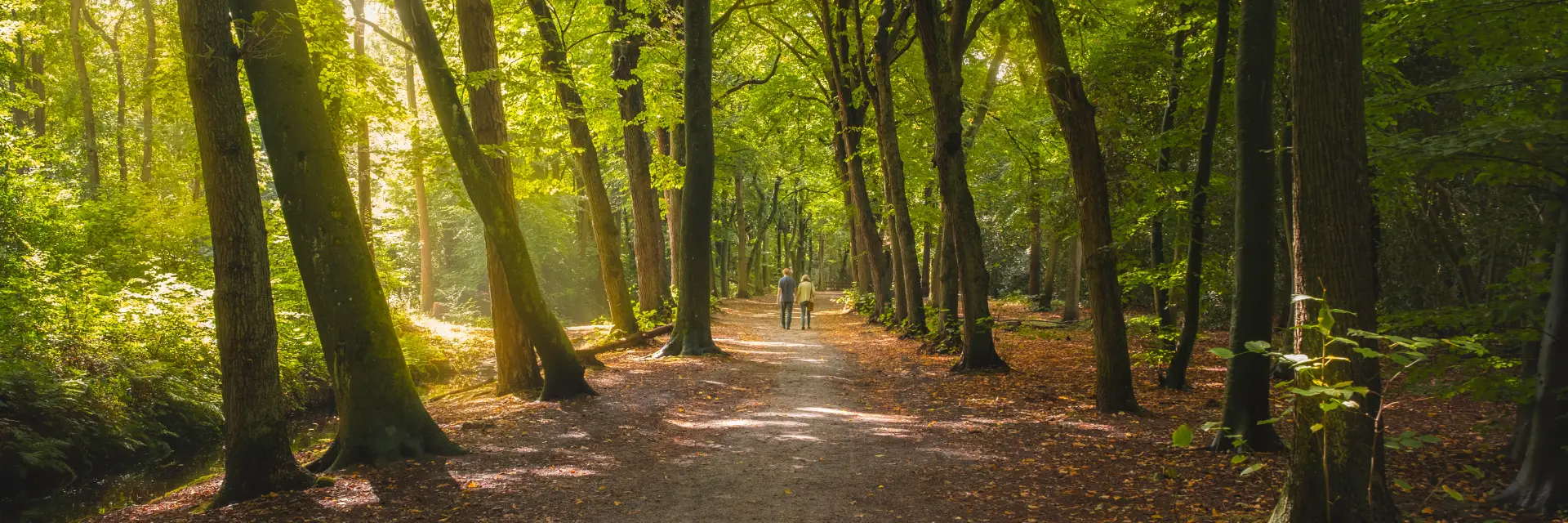 Wandelende mensen in het Bergerbos waar het zonlicht door de bomen schijnt
