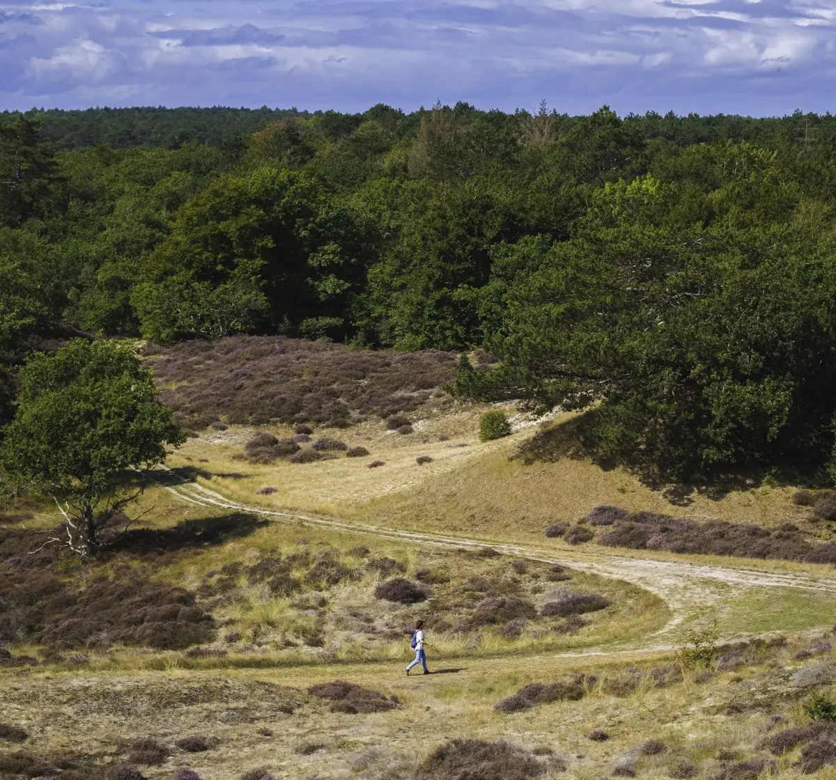 Een uitgestrekt duinlandschap in Bergen met glooiende zandpaden en bloeiende heide, omgeven door dichte groene bossen. Een wandelaar loopt over een kronkelend pad onder een licht bewolkte blauwe lucht.