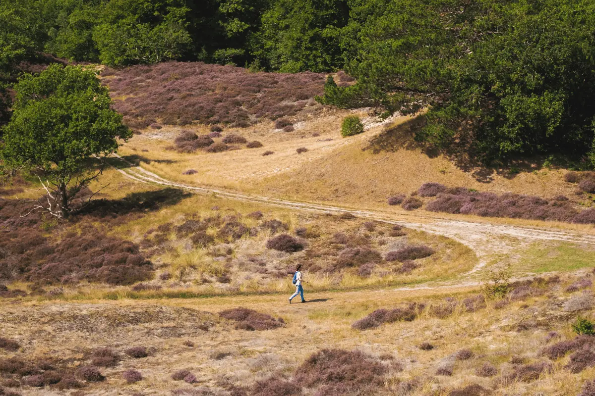 Persoon wandelt over een zandpad door een heidegebied met paarse heide, gras en bomen in het landschap.