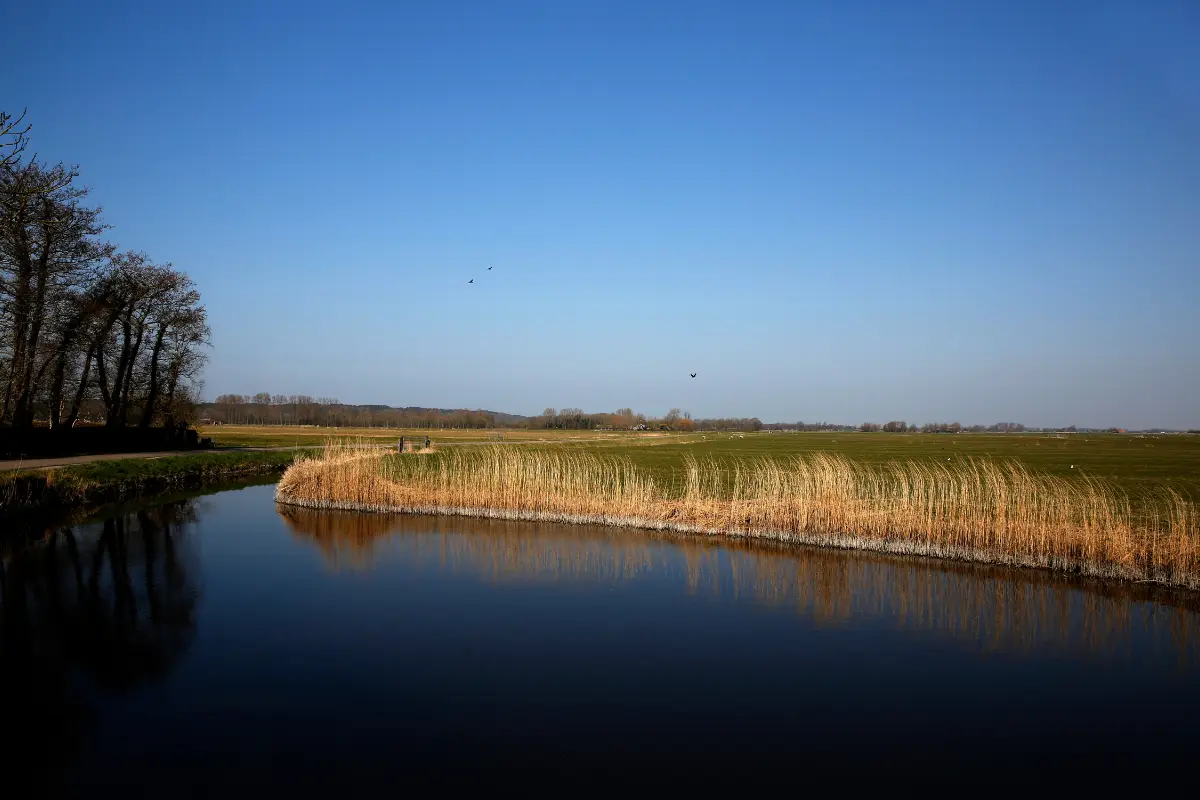 De polder van Bergen met watersloten en riet langs de kant op een zonnige dag met een felblauwe lucht